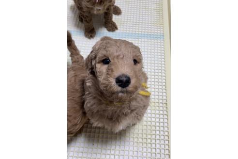 成約済の大分県のスタンダードプードル-360936の4枚目