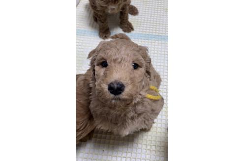 成約済の大分県のスタンダードプードル-360936の3枚目