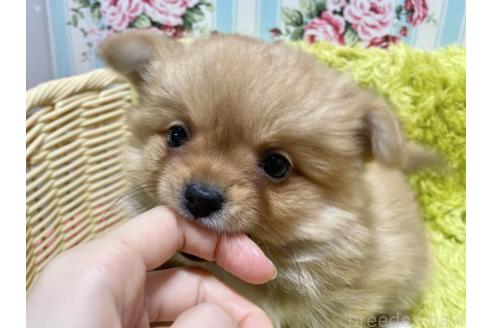 成約済の秋田県のポメチワ:ポメラニアン×チワワ-368706の14枚目