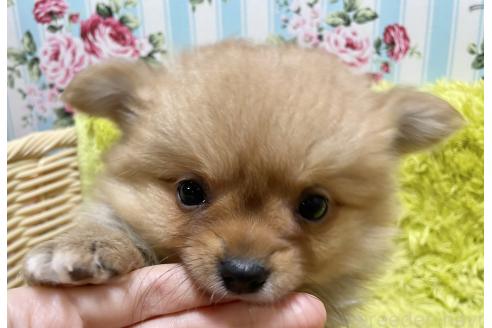 成約済の秋田県のポメチワ:ポメラニアン×チワワ-368706の13枚目