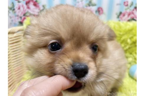成約済の秋田県のポメチワ:ポメラニアン×チワワ-368706の12枚目