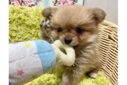 成約済の秋田県のポメチワ:ポメラニアン×チワワ-368706の11枚目