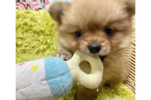 成約済の秋田県のポメチワ:ポメラニアン×チワワ-368706の10枚目