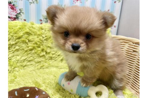 成約済の秋田県のポメチワ:ポメラニアン×チワワ-368706の8枚目