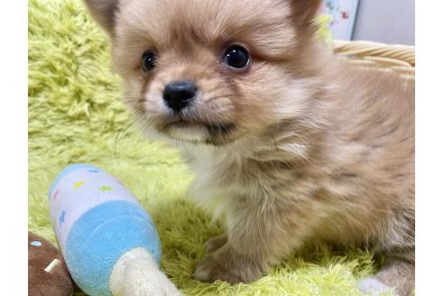 成約済の秋田県のポメチワ:ポメラニアン×チワワ-368706の7枚目