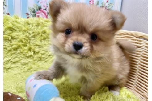 成約済の秋田県のポメチワ:ポメラニアン×チワワ-368706の1枚目