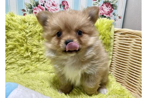 成約済の秋田県のポメチワ:ポメラニアン×チワワ-368706の6枚目