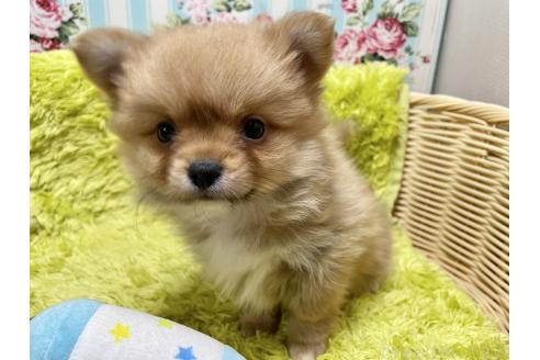 成約済の秋田県のポメチワ:ポメラニアン×チワワ-368706の5枚目