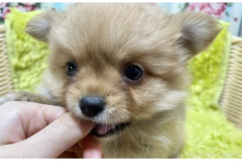 成約済の秋田県のポメチワ:ポメラニアン×チワワ-368706の3枚目