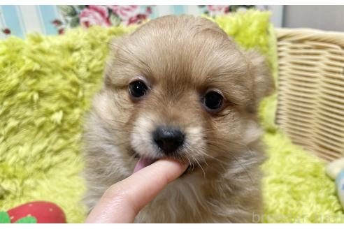 成約済の秋田県のポメチワ:ポメラニアン×チワワ-368708の11枚目