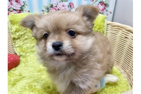 成約済の秋田県のポメチワ:ポメラニアン×チワワ-368708の10枚目