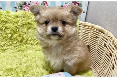 成約済の秋田県のポメチワ:ポメラニアン×チワワ-368708の9枚目