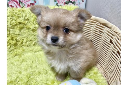 成約済の秋田県のポメチワ:ポメラニアン×チワワ-368708の1枚目