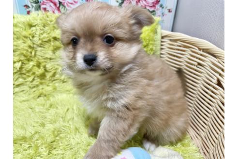 成約済の秋田県のポメチワ:ポメラニアン×チワワ-368708の7枚目
