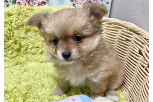 成約済の秋田県のポメチワ:ポメラニアン×チワワ-368708の6枚目
