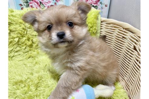 成約済の秋田県のポメチワ:ポメラニアン×チワワ-368708の5枚目