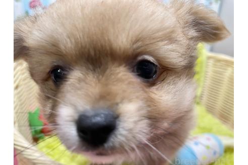 成約済の秋田県のポメチワ:ポメラニアン×チワワ-368708の3枚目