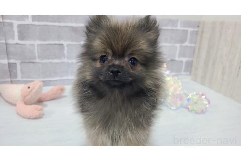 販売中の東京都のポメラニアン-361735の19枚目