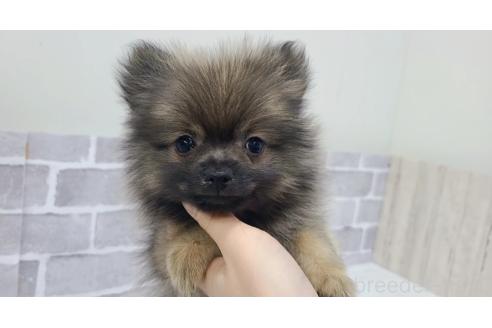 販売中の東京都のポメラニアン-361735の16枚目
