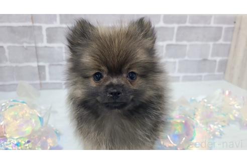 販売中の東京都のポメラニアン-361735の14枚目