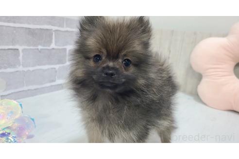 販売中の東京都のポメラニアン-361735の13枚目