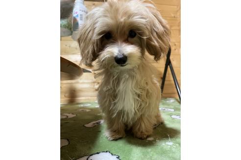 成約済の埼玉県のマルプー:マルチーズ×トイプードル-344013の2枚目