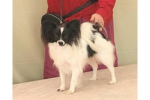 セレスちゃん1枚目