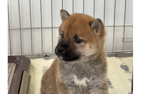 成約済の岡山県の柴犬-368733の4枚目