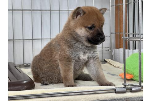 成約済の岡山県の柴犬-368733の3枚目