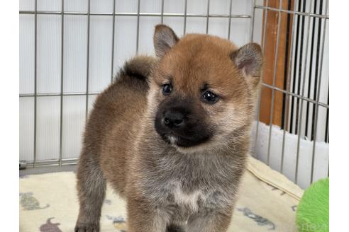 成約済の岡山県の柴犬-368733の2枚目