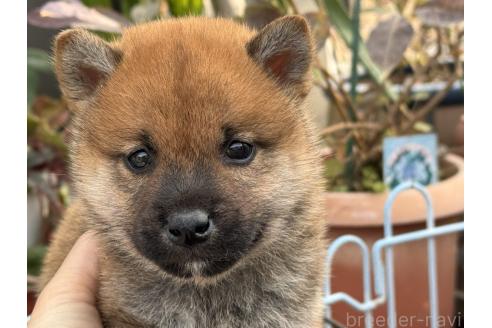成約済のの柴犬-368733