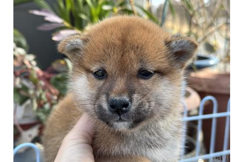 成約済の岡山県の柴犬-368736の4枚目