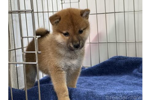 成約済の岡山県の柴犬-368736の3枚目