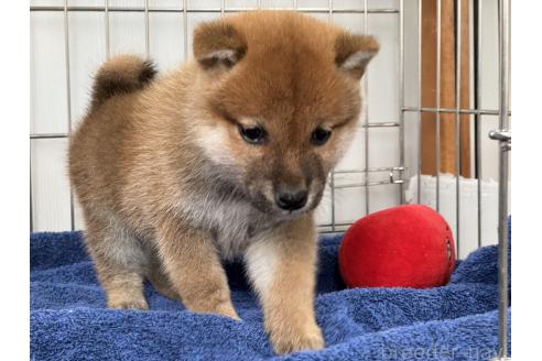 成約済の岡山県の柴犬-368736の2枚目