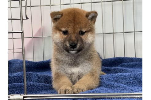 成約済の岡山県の柴犬-368736の1枚目
