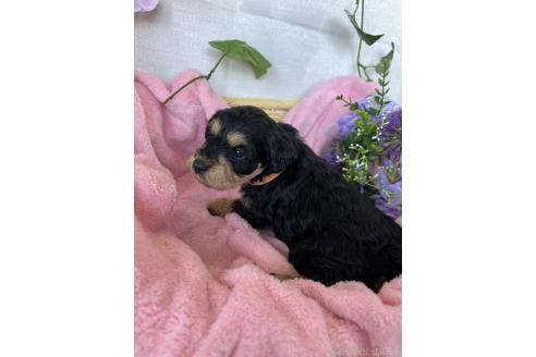 成約済の茨城県のミックス犬-368782の12枚目