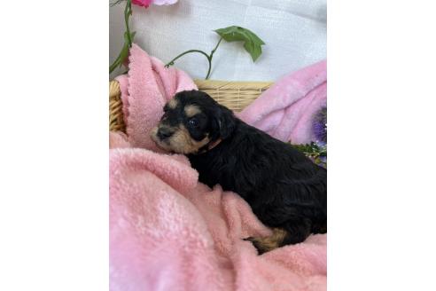 成約済の茨城県のミックス犬-368782の11枚目