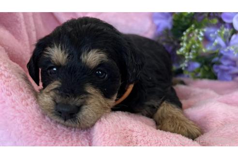 成約済の茨城県のミックス犬-368782の10枚目
