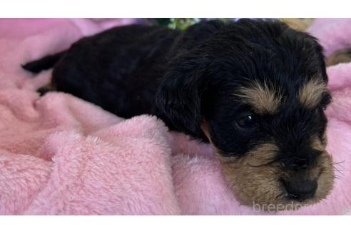 成約済の茨城県のミックス犬-368782の8枚目