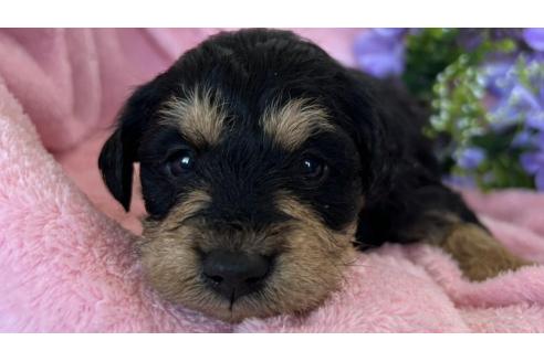 成約済の茨城県のミックス犬-368782の6枚目