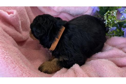 成約済の茨城県のミックス犬-368782の4枚目