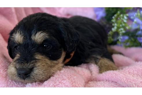 成約済の茨城県のミックス犬-368782の2枚目