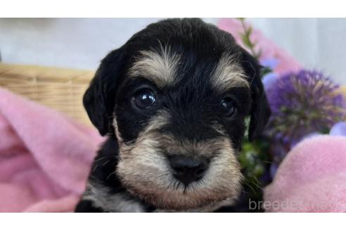 成約済の茨城県のミックス犬-368784の1枚目