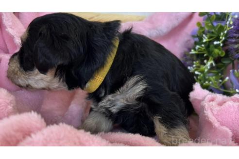 成約済の茨城県のミックス犬-368784の4枚目