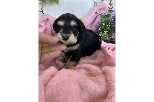 成約済の茨城県のミックス犬-368784の3枚目