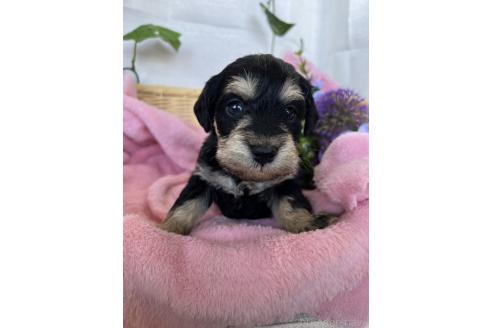 成約済の茨城県のミックス犬-368784の2枚目