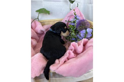 成約済の茨城県のミックス犬-368785の6枚目