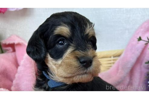 成約済の茨城県のミックス犬-368785の5枚目