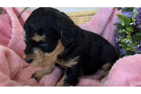 成約済の茨城県のミックス犬-368785の4枚目