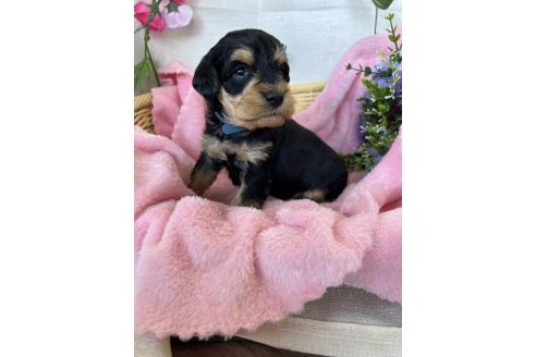 成約済の茨城県のミックス犬-368785の2枚目